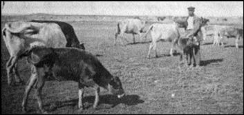 Еврейская колония в Бессарабии «Александрен» перед первой мировой войной. 